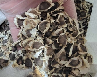 Moringa Oleifera Seeds - Drumstick Seeds - Malunggay Seeds - Miracle Tree - Marango - High Germination Rate - Pkm1 Variety - NON-GMO Organic