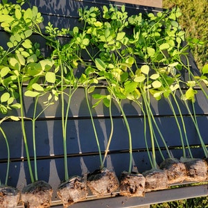 Moringa Seeds
