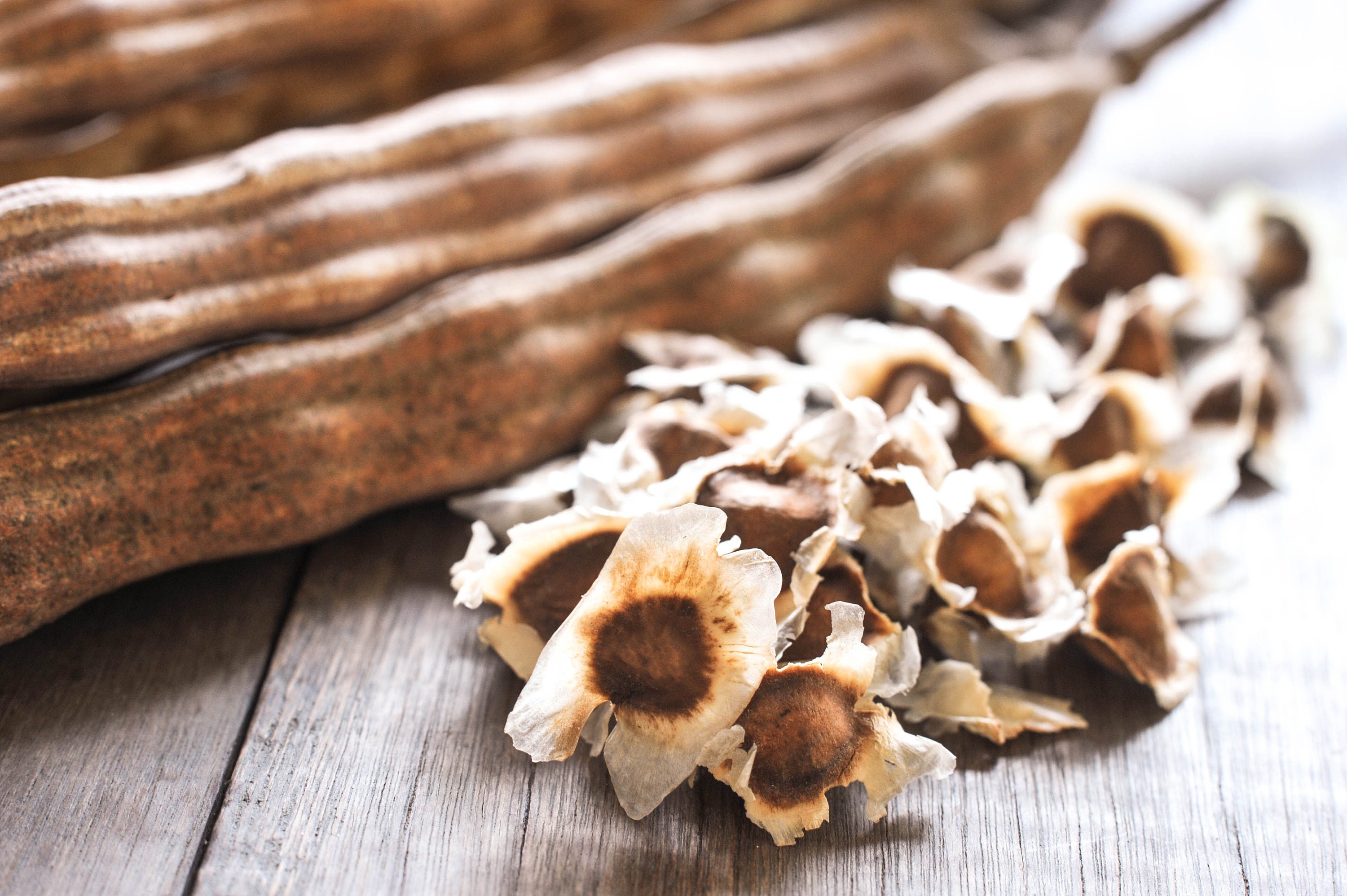 Moringa Seeds Drumstick Seeds Malunggay Moringa Tree Moringa Oleifera