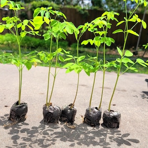 May include: Six young moringa plants with bright green leaves and slender stems are displayed in individual soil pods. The plants are set on a concrete surface, with shadows of the leaves cast below. The background features a blurred view of trees and sky.