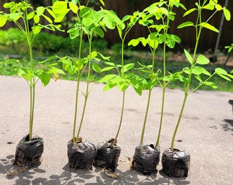 Moringa Plant Live Trees – 5 Pack Organic Moringa Oleifera Drumstick Tree Seedlings – Malunggay - Herbal - Edible Plants – Seeds Included