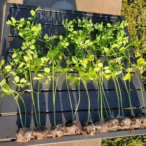 Moringa Plant with Moringa Seeds