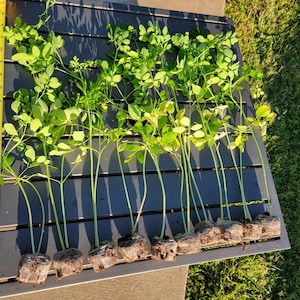 Moringa Plant Seedling with Free Moringa Seeds - Malunggay - Shobhanjana - Drumstick Tree - Moringa Oleifera Tree - Miracle Tree - Herbs