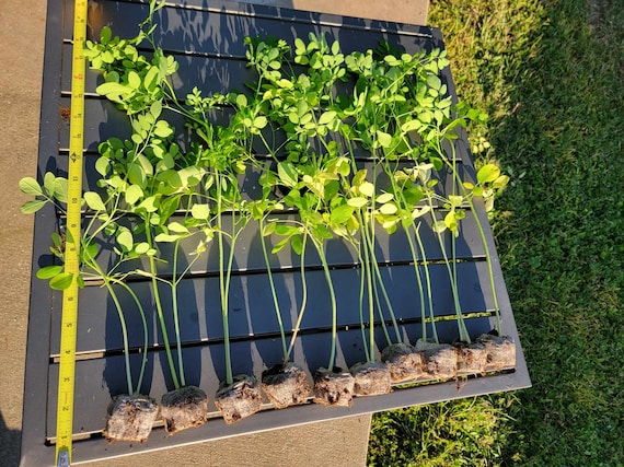 Moringa Plant Seedling with Free Moringa Seeds - Malunggay - Shobhanjana - Drumstick Tree - Moringa Oleifera Tree - Miracle Tree - Herbs