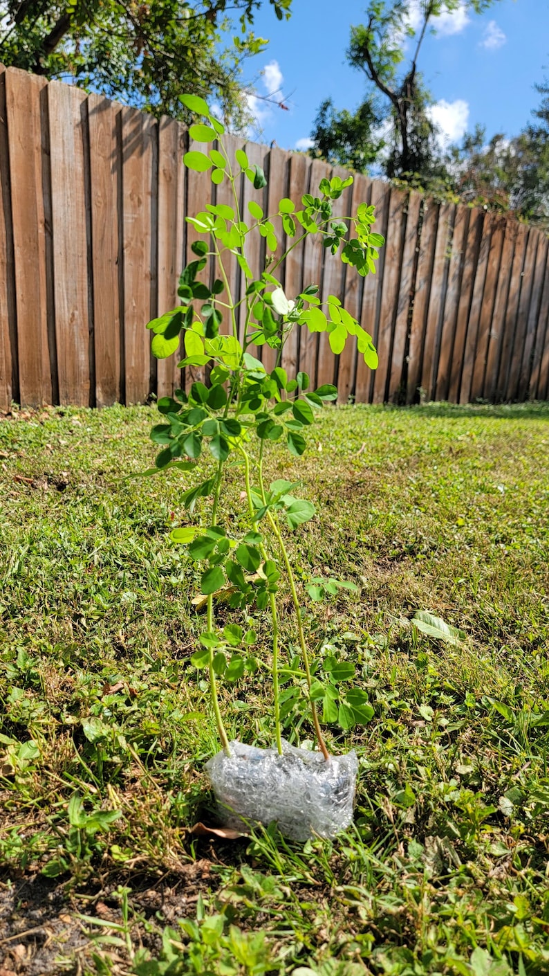 Container Moringa Tree Moringa Plant Seedling With Free Moringa Seeds - Malunggay ...