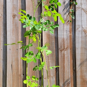 Moringa Plant Seedling with Free Moringa Seeds - Malunggay - Shobhanjana - Marango - Drumstick Tree - Moringa Oleifera Tree - Miracle Tree