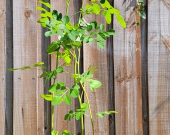 Plántula de moringa con semillas gratis - Malunggay - Shobhanjana - Marango - Árbol de baquetas - Árbol de moringa oleífera - Árbol milagroso
