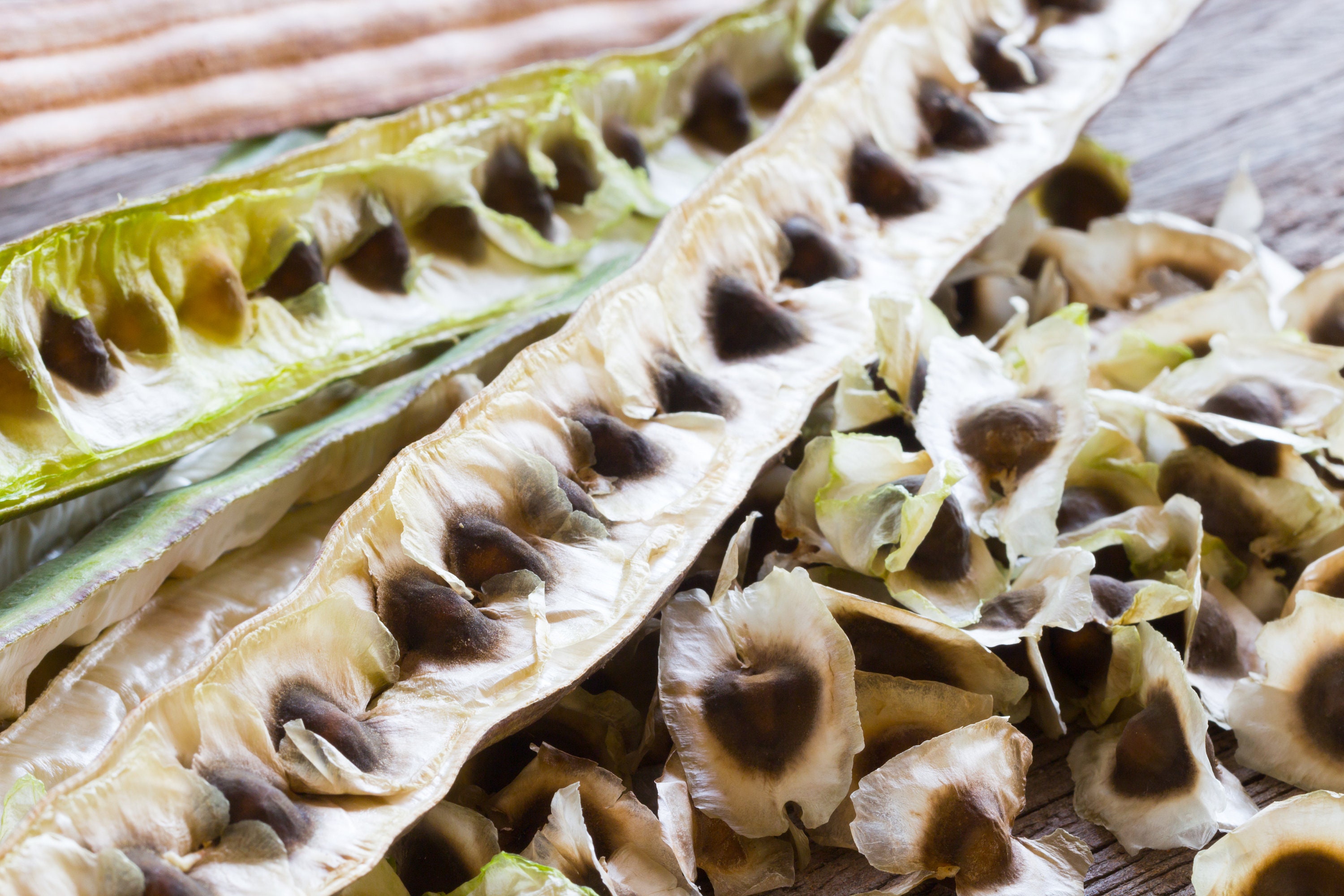 Moringa Seeds Drumstick Seeds Malunggay Moringa Tree Moringa Oleifera