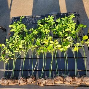 Moringa Plants