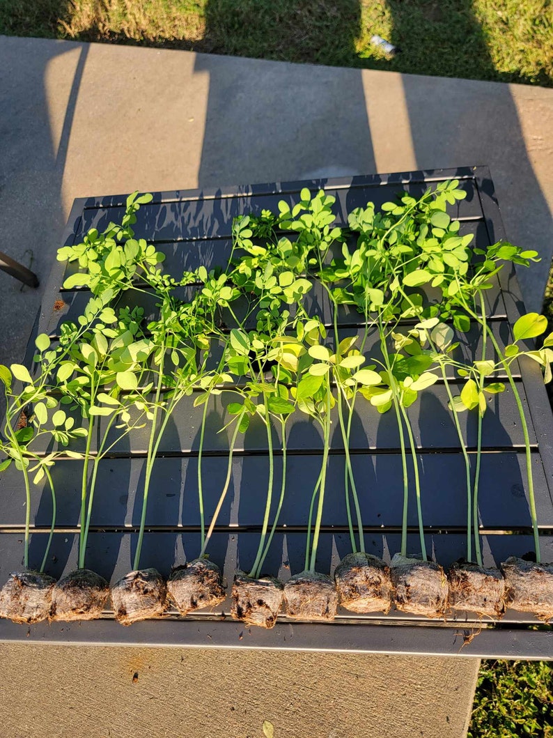 Moringa Plants