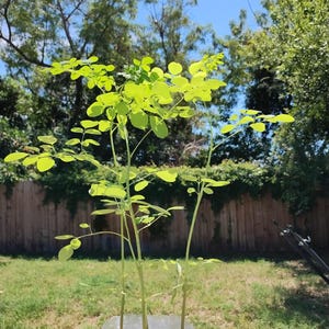Moringa Plant Seedling with Free Moringa Seeds - Malunggay - Shobhanjana - Marango - Drumstick Tree - Moringa Oleifera Tree - Miracle Tree