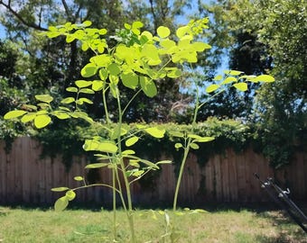 Moringa Plant Seedling with Free Moringa Seeds - Malunggay - Shobhanjana - Marango - Drumstick Tree - Moringa Oleifera Tree - Miracle Tree