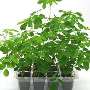 Moringa Tree Grow Kit - Organic Moringa Seeds - Organic Soil - Greenhouse Kit - Planting Instructions - Herbs - Plants - Drumstick Tree
