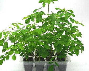 Moringa Tree Grow Kit - Biologische Moringa-zaden - Biologische grond - Kaskit - Plantinstructies - Kruiden - Planten - Drumstick Tree