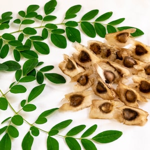 Moringa Seeds - Drumstick Seeds - Malunggay - Moringa Tree - Moringa Oleifera - High Germination Rate - Pkm1 Variety - NON-GMO Organic Seed