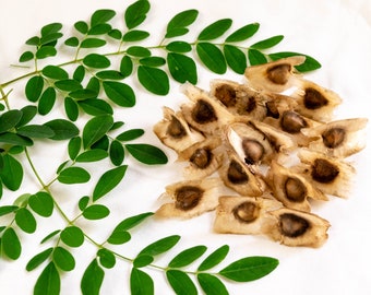 Graines de moringa - Graines de pilon - Moringa - Malunggay - Moringa oleifera - Taux de germination élevé - Variété Pkm-1 - SANS OGM - Biologique