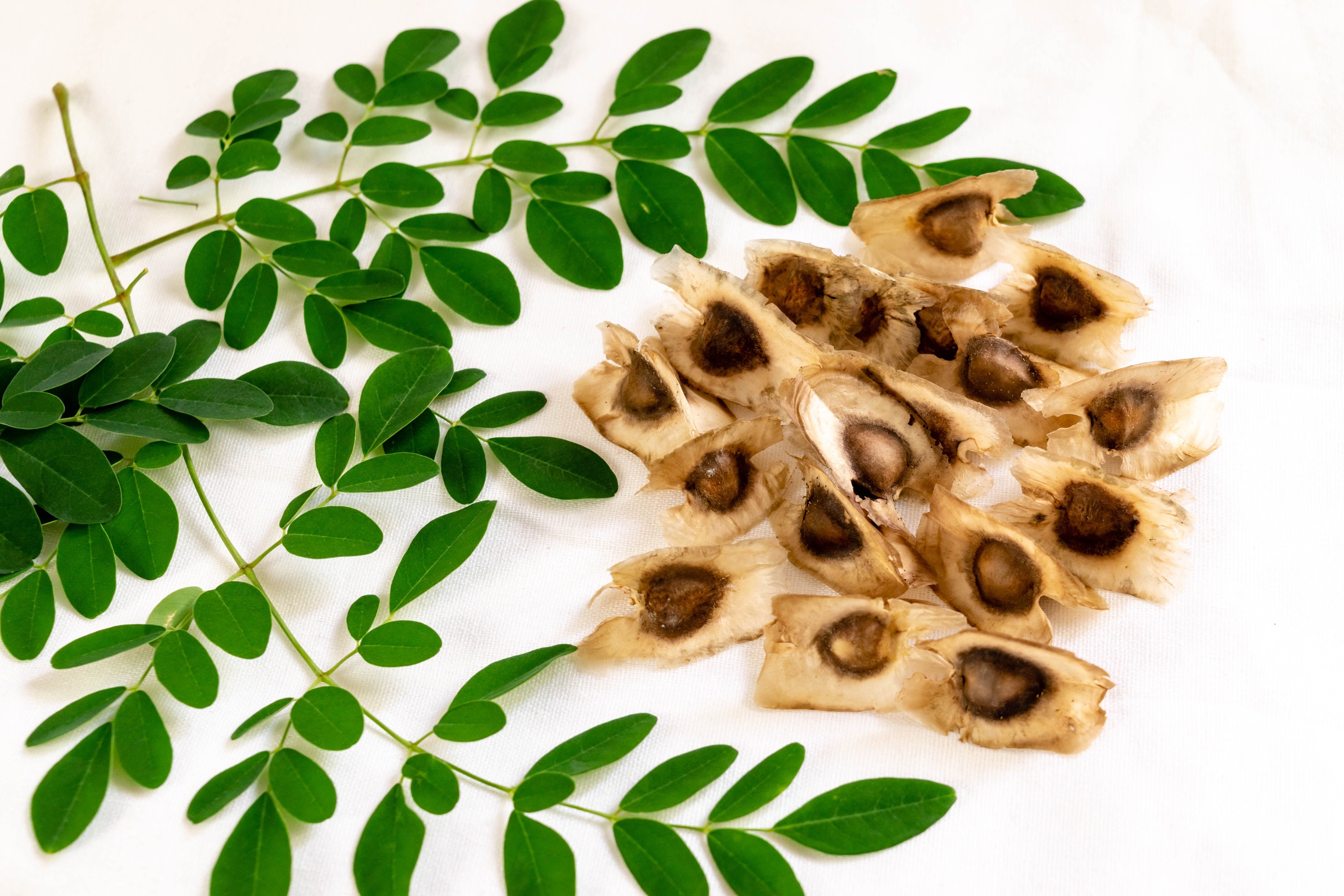 Moringa Seeds Drumstick Seeds Malunggay Moringa Tree Moringa Oleifera