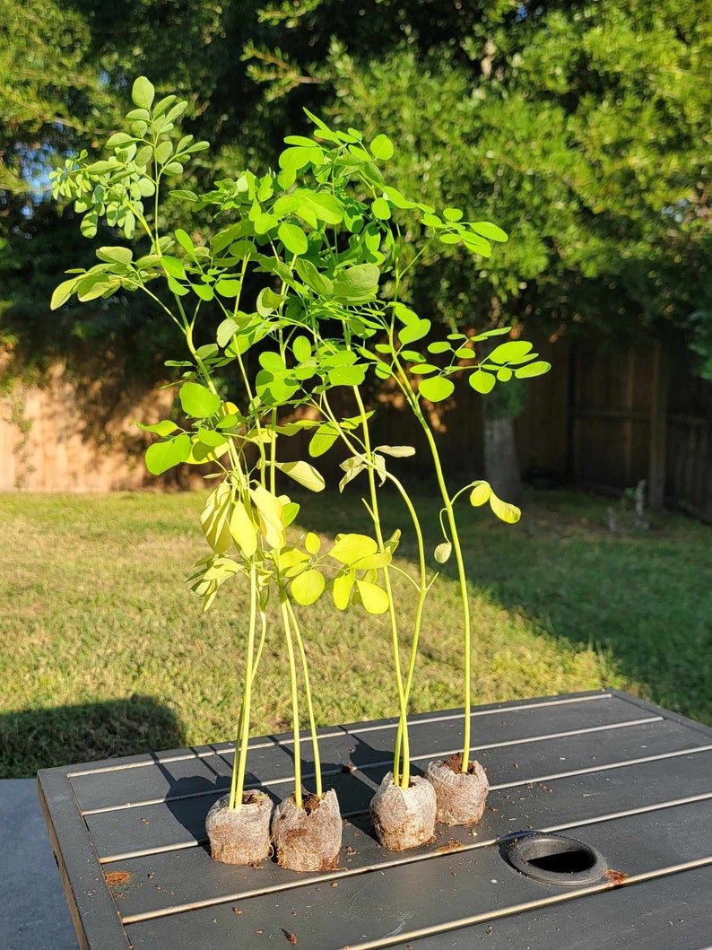 Moringa Tree