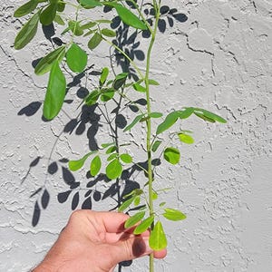 moringa Tree
