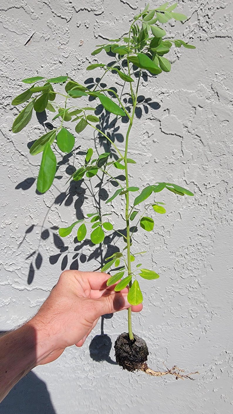 moringa Tree