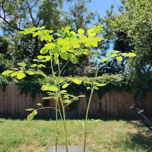 3 Moringa Tree Seedlings w/ Free Moringa Seeds - Malunggay - Shobhanjana - Drumstick Tree - Moringa Oleifera Tree - Miracle Tree - Herb