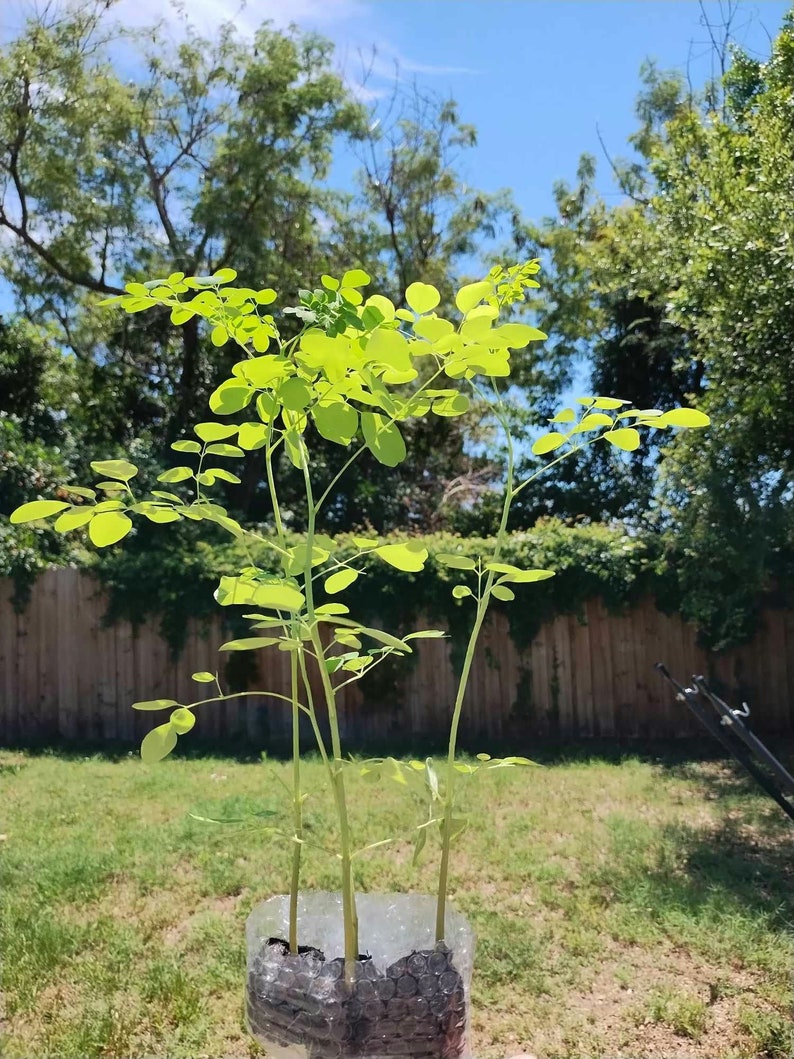 May include: Four young moringa trees in a clear plastic container with brown soil. The trees are growing in a sunny outdoor setting.