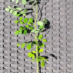 moringa Seedling
