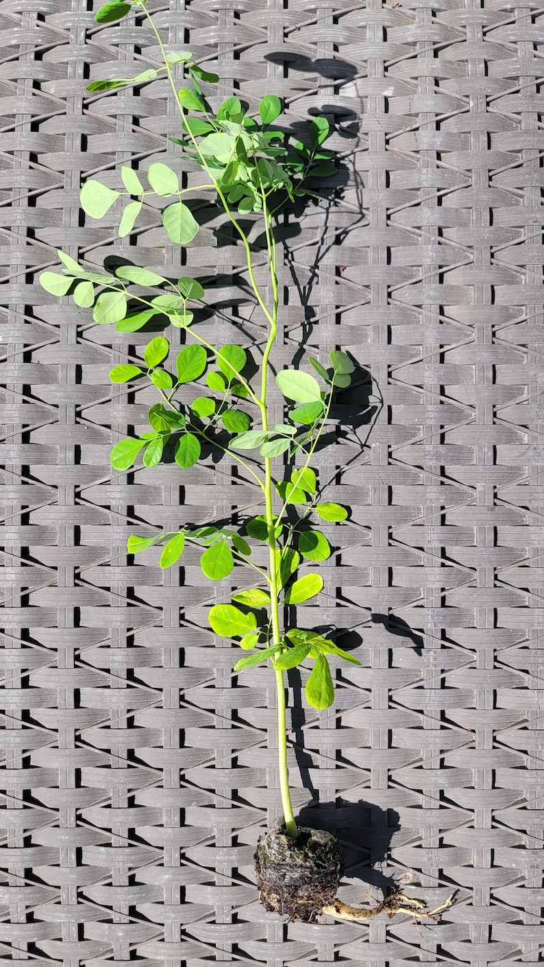 moringa Seedling