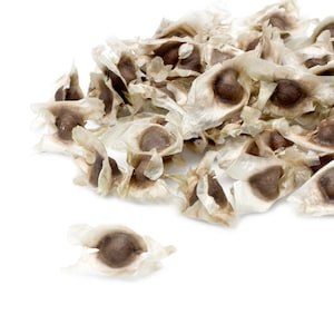 Moringa-Samen - Großhandel - Hohe Qualität - Hohe Keimraten - Biologisch - NON-GMO - PKM1-Sorte - Trommelstockbaum - Wunderbaum - Samen