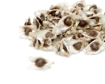 Moringa Seeds - Wholesale - High Quality - High Germination Rates - Organic - NON-GMO - PKM1 Variety - Drumstick Tree - Miracle Tree - Seeds