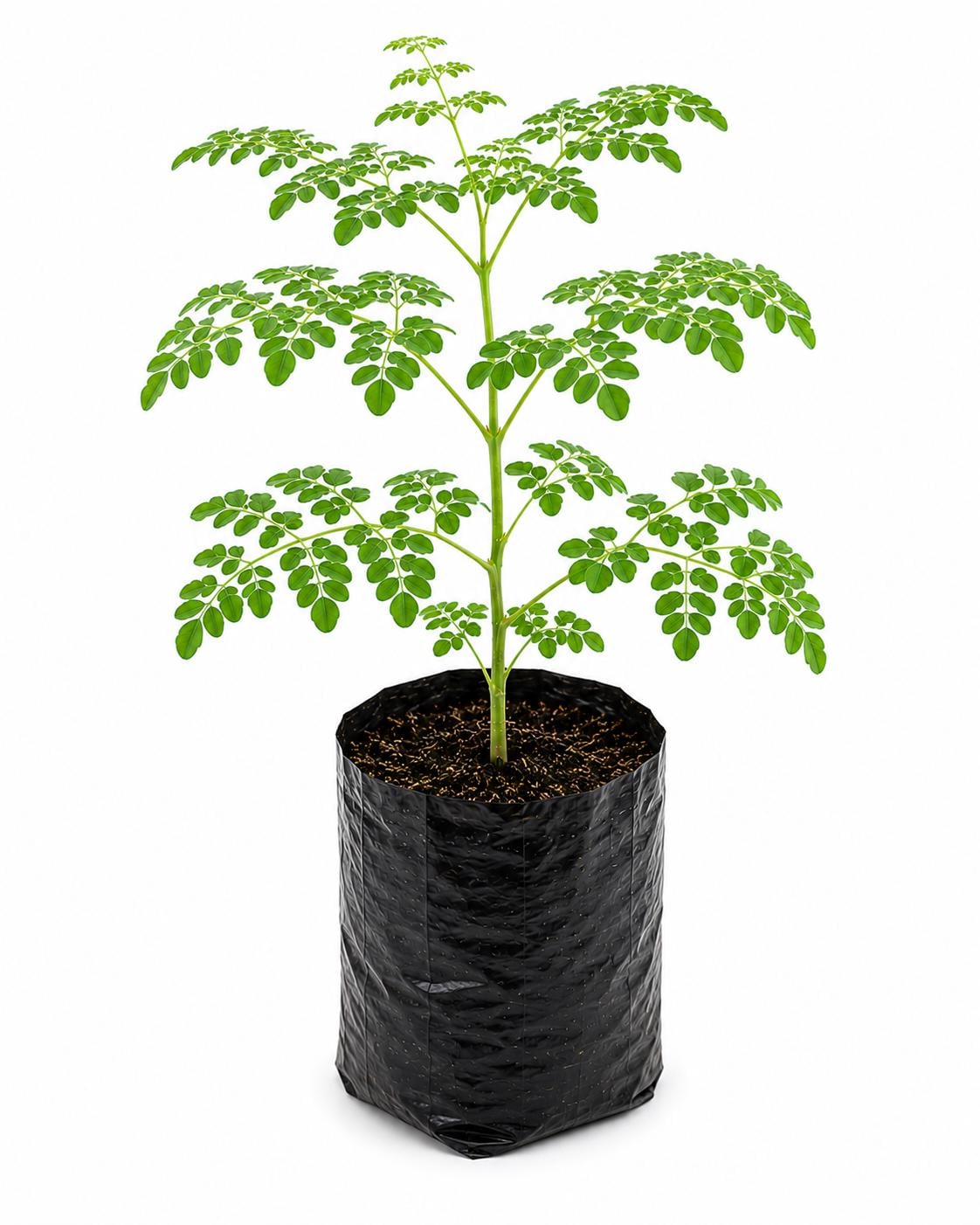 Organic Moringa Tree Live Plant | Moringa Oleifera Starter | Grow