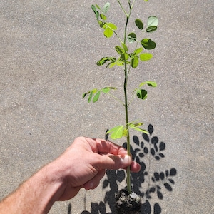 moringa plant