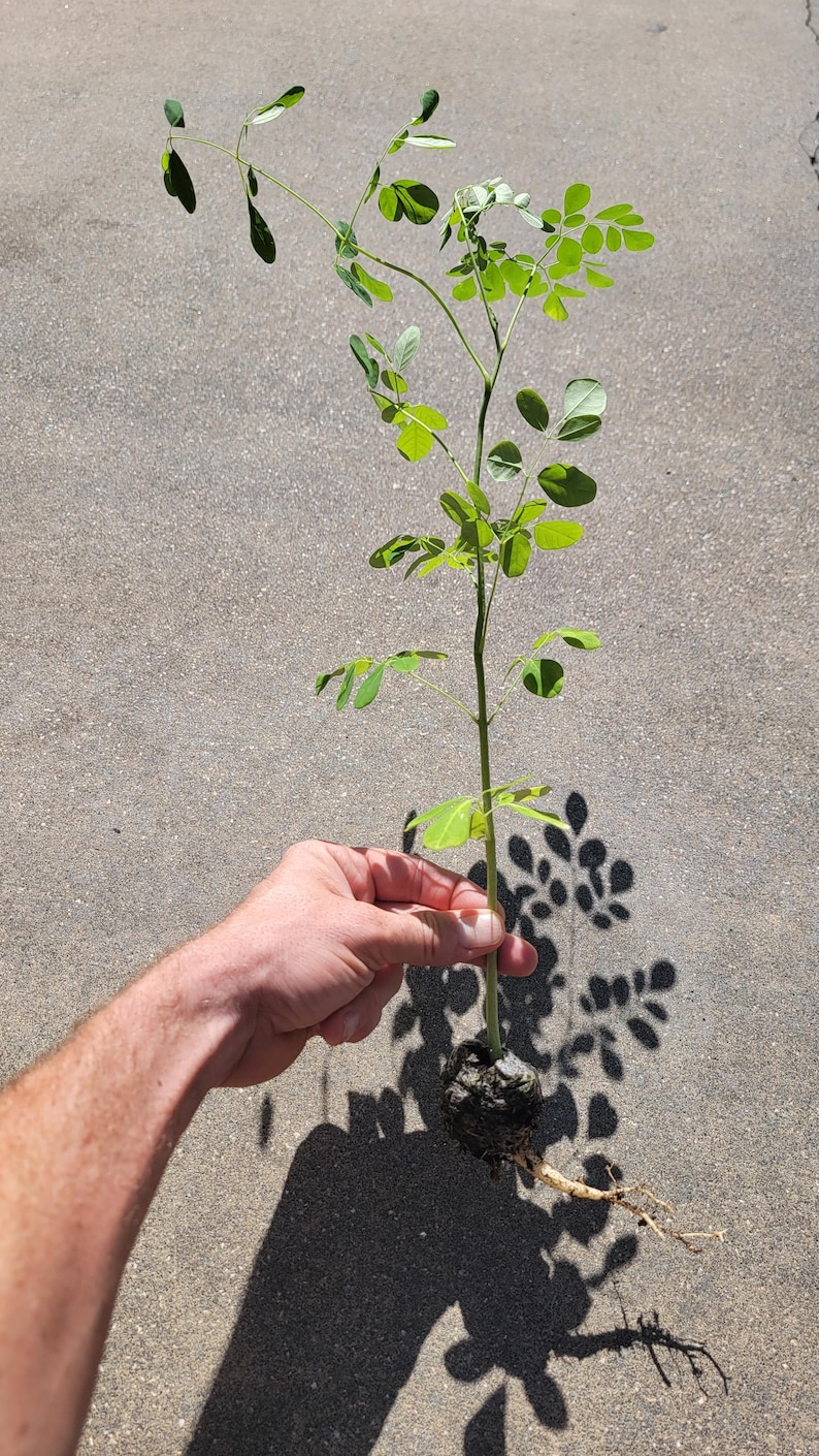 moringa plant