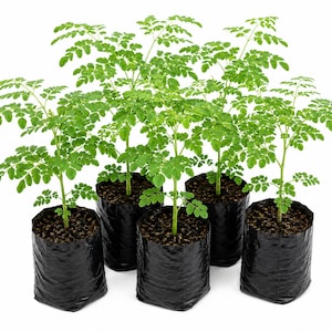 May include: Five young Moringa oleifera plants with vibrant green, compound leaves and slender stems, each growing in an individual black plastic nursery bag filled with dark potting soil, arranged in a cluster against a plain white background.