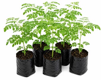 Moringa Plants Live Moringa Tree with Free Moringa Seeds - Malunggay - Shobhanjana - Marango - Drumstick Tree - Moringa Oleifera Tree