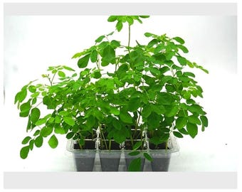 Moringa Tree Grow Kit - Organic Moringa Seeds - Organic Soil - Greenhouse Kit - Planting Instructions - Herbs - Plants - Drumstick Tree