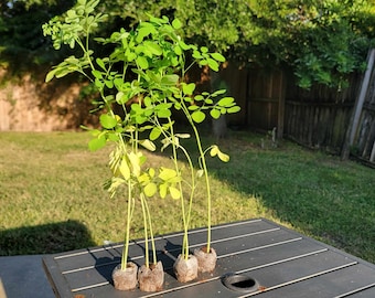 Plante de moringa avec graines de moringa gratuites - Malunggay - Shobhanjana - Arbre vivant - Arbre à pilon - Arbre à moringa oleifera - Arbre miracle - Herbes