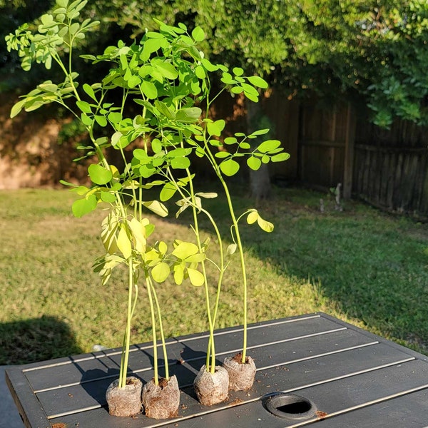 Planta de Moringa con semillas de Moringa gratis - Malunggay - Shobhanjana - Árbol vivo - Árbol de baqueta - Árbol de Moringa Oleifera - Árbol milagroso - Hierbas