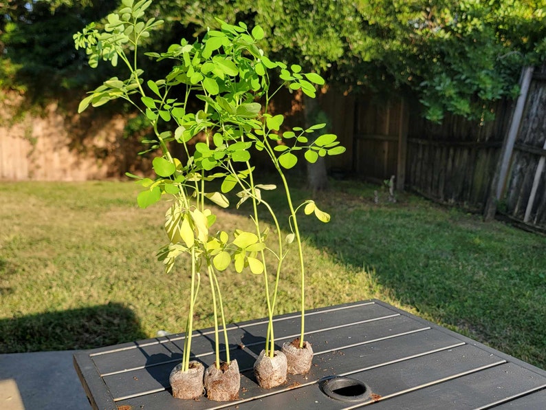 Moringa Tree