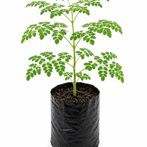 Organic Moringa Tree Live Plant | Moringa Oleifera | Malunggay | Superfood | Edible Medicinal Plant | Fast Growing Tree | Drumstick Tree