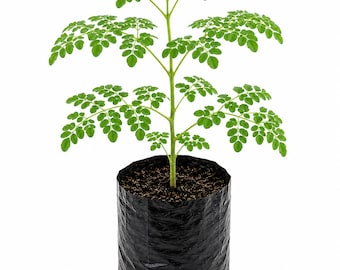 Árbol de moringa orgánico vivo / Moringa oleifera / Malunggay / Superalimento / Planta medicinal comestible / Árbol de rápido crecimiento / Árbol de baqueta