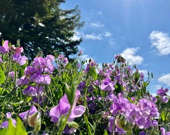 May include: A field of purple sweet pea flowers in bloom against a bright blue sky with white clouds. The flowers are in full bloom and the stems are green.