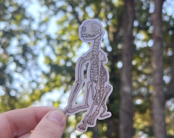 Cat Skeleton Sticker