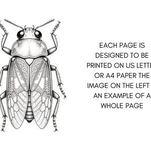 Brilliant Beetle Coloring Pages for Adults, Cute Beetle Coloring Book Digital Download, Insect Coloring Sheets for Adults Printable PDF