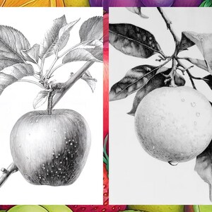 Fruit Coloring Pages for Adults, Exotic Fruit Coloring Sheets, Fruit Coloring Books for Kids