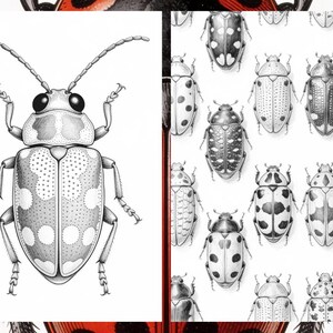 Brilliant Beetle Coloring Pages for Adults, Cute Beetle Coloring Book Digital Download, Insect Coloring Sheets for Adults Printable PDF