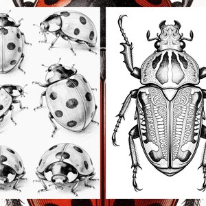 Brilliant Beetle Coloring Pages for Adults, Cute Beetle Coloring Book Digital Download, Insect Coloring Sheets for Adults Printable PDF