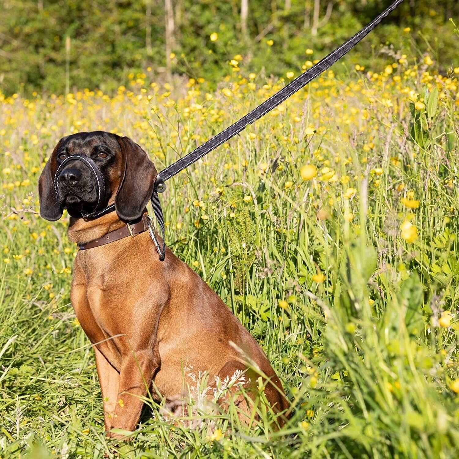Flat Figure of 8 Dog Lead Halti Head Collar With Padding and Collar