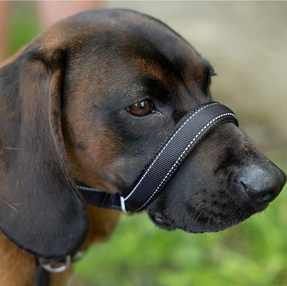 Flat Figure of 8 Dog Lead Halti Head Collar With Padding and Collar Attachment Stop Your Dog Pulling Take Back Control Total Pet Etsy