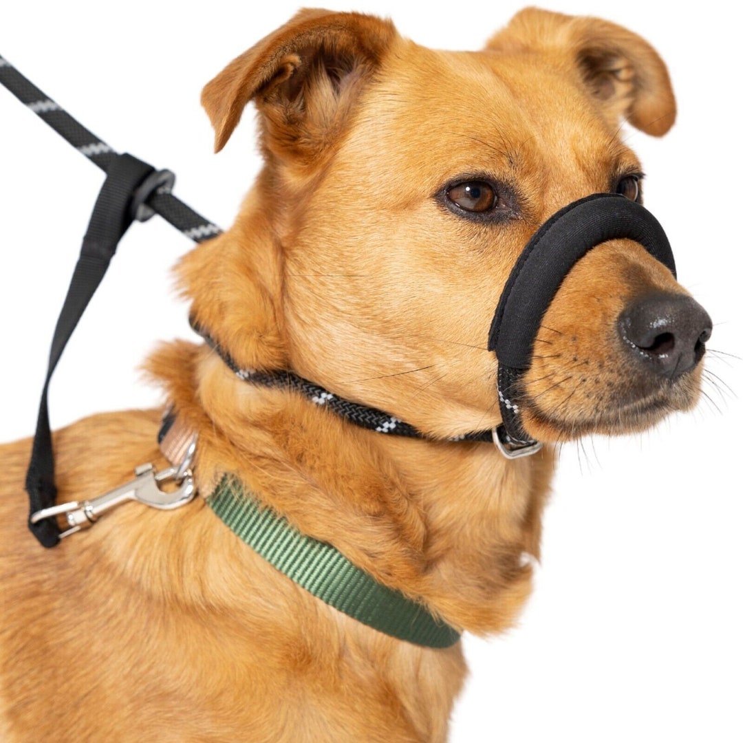 Rope Figure of 8 Dog Lead Halti Head Collar With Nose Padding and Collar Attachment Stop Your
